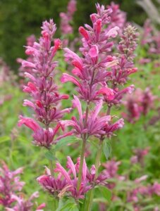 Agastache mex. 'Red Fortune' geen maat specificatie 0,55L/P9cm - afbeelding 3