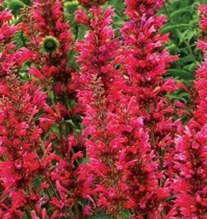 Agastache mex. 'Red Fortune' geen maat specificatie 0,55L/P9cm - afbeelding 4