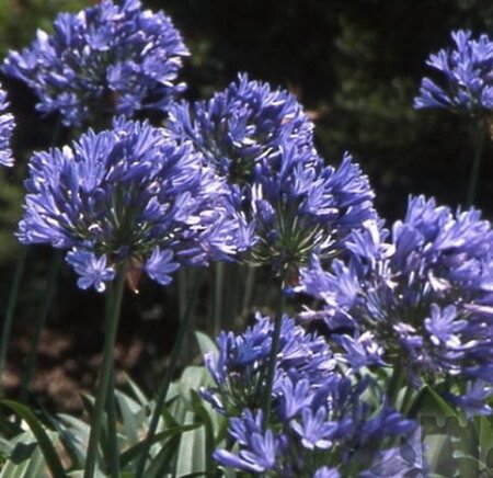 Agapanthus 'Purple Cloud' geen maat specificatie 0,55L/P9cm - afbeelding 1