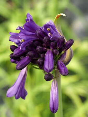 Agapanthus 'Purple Cloud' geen maat specificatie 0,55L/P9cm - afbeelding 2