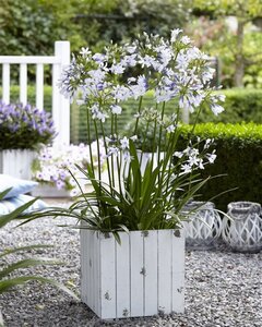 Agapanthus Twister geen maat specificatie 0,55L/P9cm - afbeelding 2