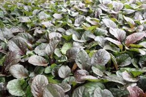 Ajuga reptans 'Catlin's Giant' geen maat specificatie 0,55L/P9cm - afbeelding 2