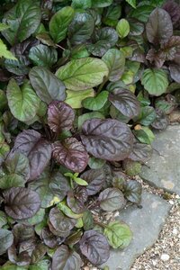 Ajuga reptans 'Catlin's Giant' geen maat specificatie 0,55L/P9cm - afbeelding 5
