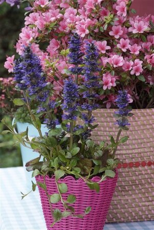 Ajuga reptans 'Catlin's Giant' geen maat specificatie 0,55L/P9cm - afbeelding 6