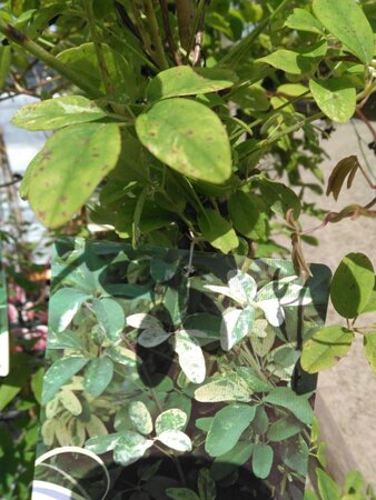 Akebia quinata 'Variegata' 80-100 cm cont. 2,0L