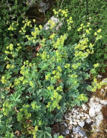 Alchemilla erythropoda geen maat specificatie 0,55L/P9cm - afbeelding 5