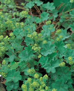 Alchemilla erythropoda geen maat specificatie 0,55L/P9cm - afbeelding 2