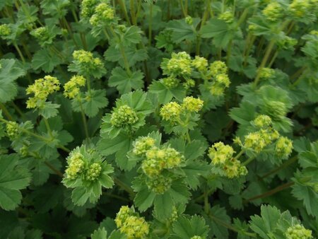 Alchemilla erythropoda geen maat specificatie 0,55L/P9cm - afbeelding 3