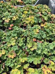 Alchemilla erythropoda geen maat specificatie 0,55L/P9cm - afbeelding 4
