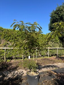 Albizia julibr. Ombrella licht roze 200-250 cm cont. 50L meerstammig