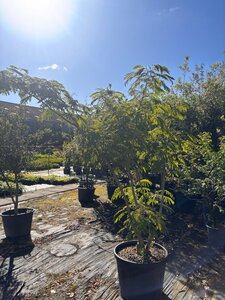 Albizia julibrissin 200-250 cm cont. 70L meerstammig