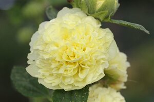 Alcea rosea 'Ch. D. Yellow' geen maat specificatie 0,55L/P9cm
