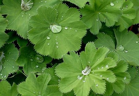 Alchemilla vulgaris geen maat specificatie 0,55L/P9cm - afbeelding 1