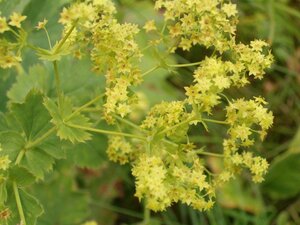 Alchemilla vulgaris geen maat specificatie 0,55L/P9cm - afbeelding 2