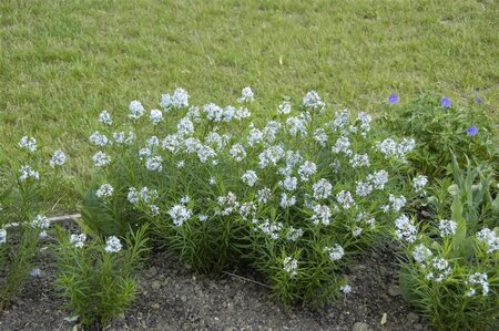 Amsonia hubrichtii geen maat specificatie 0,55L/P9cm - afbeelding 1