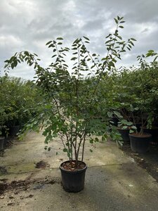 Amelanchier lamarckii 175-200 cm cont. 45L meerstammig