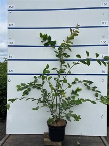 Amelanchier lamarckii 175-200 cm cont. 7,5L