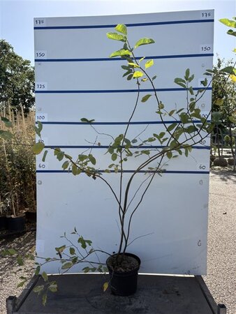 Amelanchier lamarckii 175-200 cm cont. 7,5L