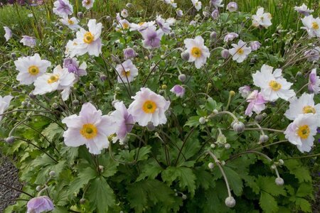 Anemone Dreaming Swan geen maat specificatie 0,55L/P9cm - afbeelding 2