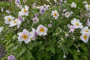 Anemone Dreaming Swan geen maat specificatie 0,55L/P9cm - afbeelding 2