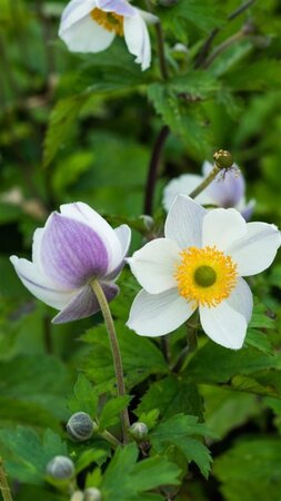 Anemone Elfin Swan geen maat specificatie 0,55L/P9cm - afbeelding 1
