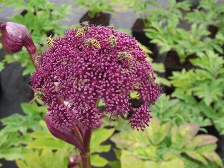 Angelica gigas geen maat specificatie 0,55L/P9cm - afbeelding 1