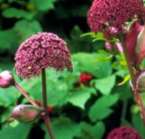 Angelica gigas geen maat specificatie 0,55L/P9cm - afbeelding 2