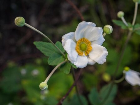 Anemone hyb. 'Andrea Atkinson' geen maat specificatie 0,55L/P9cm - afbeelding 1