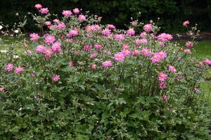 Anemone hyb. 'Bressingham Glow' geen maat specificatie 0,55L/P9cm - afbeelding 1