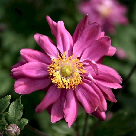 Anemone hyb. 'Bressingham Glow' geen maat specificatie 0,55L/P9cm - afbeelding 2