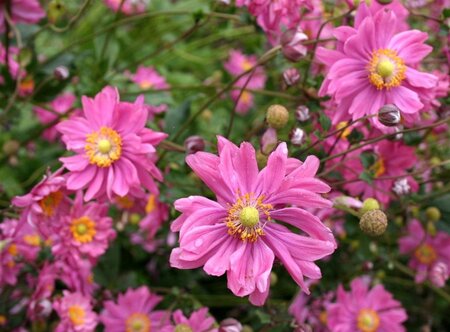 Anemone hyb. 'Bressingham Glow' geen maat specificatie 0,55L/P9cm - afbeelding 3