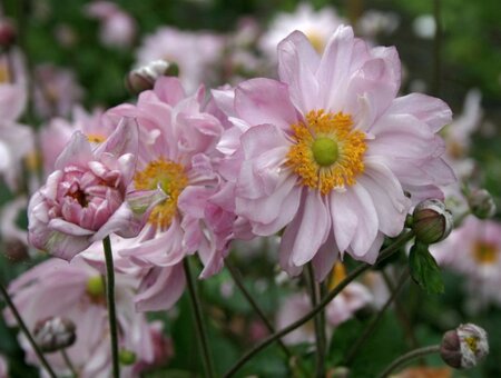 Anemone hyb. 'Mont-rose' geen maat specificatie 0,55L/P9cm - afbeelding 1
