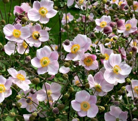Anemone hyb. 'Ouvertüre' geen maat specificatie 0,55L/P9cm - afbeelding 3