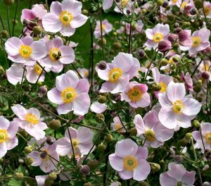 Anemone hyb. 'Ouvertüre' geen maat specificatie 0,55L/P9cm - afbeelding 3