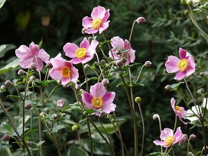 Anemone h. 'Prinz Heinrich' geen maat specificatie 0,55L/P9cm - afbeelding 3