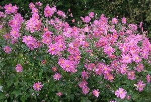 Anemone h. 'Prinz Heinrich' geen maat specificatie 0,55L/P9cm - afbeelding 5