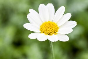 Anthemis hyb. 'Sauce Hollandaise' geen maat specificatie 0,55L/P9cm