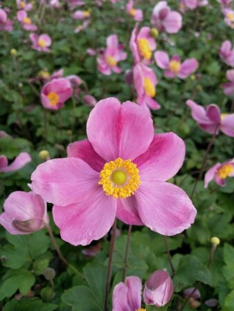 Anemone h. 'Splendens' geen maat specificatie 0,55L/P9cm - afbeelding 3