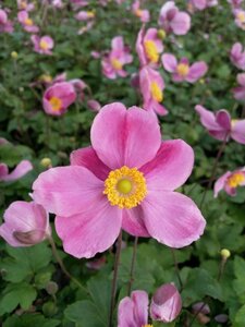 Anemone h. 'Splendens' geen maat specificatie 0,55L/P9cm - afbeelding 3