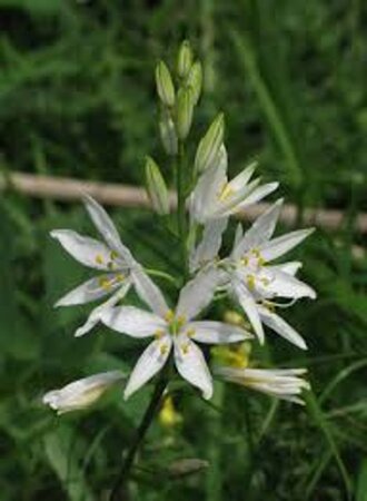 Anthericum liliago geen maat specificatie 0,55L/P9cm