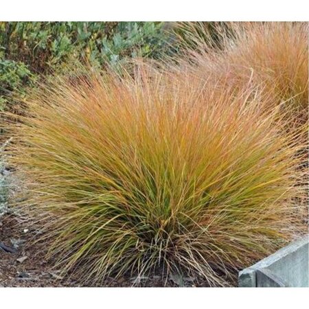 Anemanthele lessoniana 'Sirocco' geen maat specificatie 0,55L/P9cm