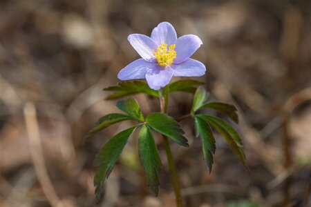 Anemone nem. 'Robinsoniana' geen maat specificatie 0,55L/P9cm - afbeelding 1
