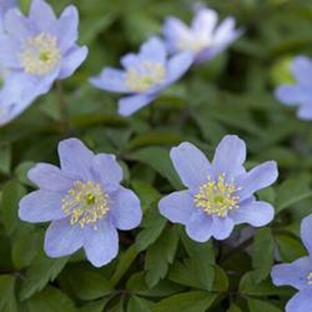 Anemone nem. 'Robinsoniana' geen maat specificatie 0,55L/P9cm - afbeelding 2