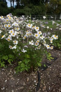Anemone Ruffled Swan geen maat specificatie 0,55L/P9cm - afbeelding 4