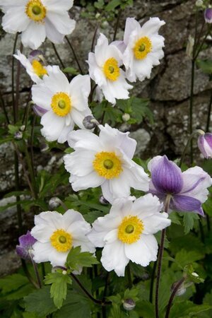 Anemone Ruffled Swan geen maat specificatie 0,55L/P9cm - afbeelding 6