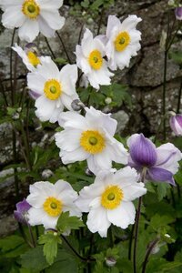 Anemone Ruffled Swan geen maat specificatie 0,55L/P9cm - afbeelding 6