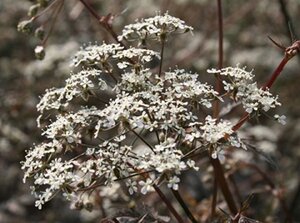 Anthriscus sylvestris 'Ravenswing' geen maat specificatie 0,55L/P9cm - afbeelding 2