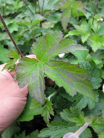 Anemone tom. 'Robustissima' geen maat specificatie 0,55L/P9cm - afbeelding 1