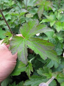 Anemone tom. 'Robustissima' geen maat specificatie 0,55L/P9cm - afbeelding 1