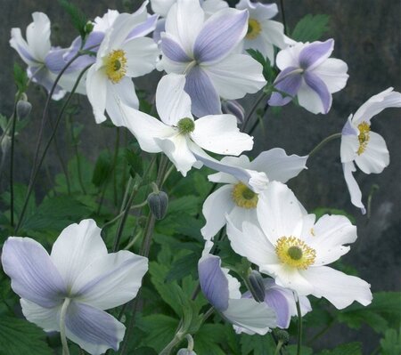 Anemone Wild Swan geen maat specificatie 0,55L/P9cm - afbeelding 5
